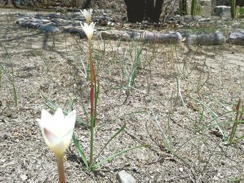 Close-up of white flowers