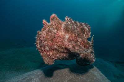 Commerson's frogfish in the red sea colorful and beautiful, eilat israel