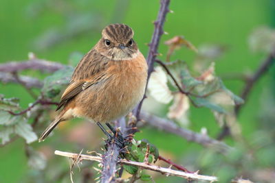 Close-up of bird perching on branch