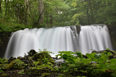 Scenic view of waterfall in forest