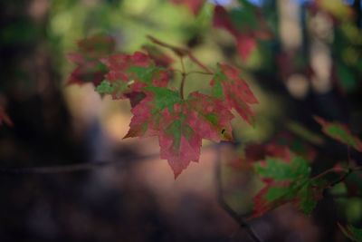 Close-up of maple leaves