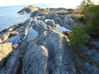 Low section of bare tree on beach