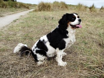 Black dog looking away on field