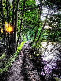 Footpath passing through forest