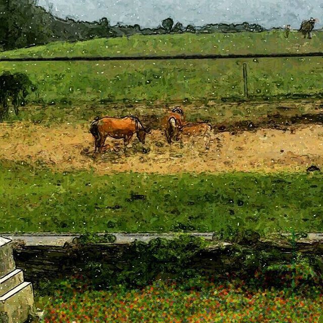 animal themes, livestock, mammal, domestic animals, grass, field, grazing, fence, horse, herbivorous, standing, wildlife, domestic cattle, nature, cow, animals in the wild, landscape, two animals, full length