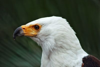 Close-up of a bird