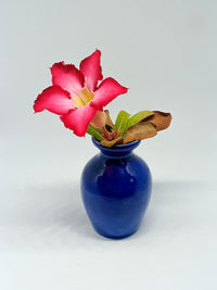 Close-up of rose flower vase against white background