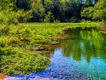 Scenic view of lake in forest