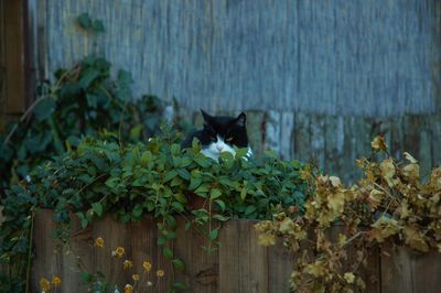 Close-up of cat by plants