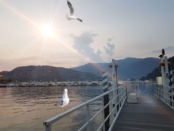 Seagulls flying over sea against sky