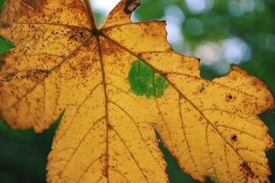 Close-up of maple leaf during autumn