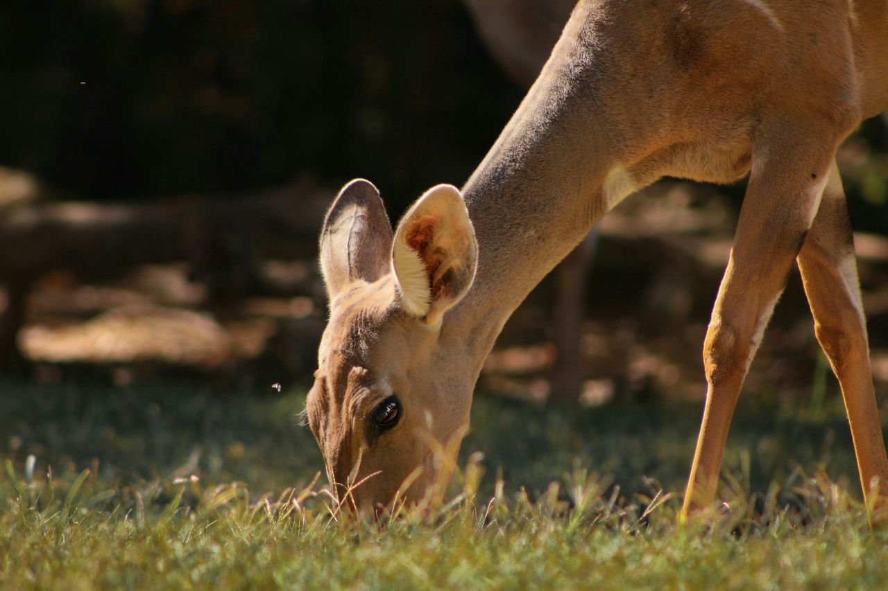 grass, animal themes, field, grassy, mammal, focus on foreground, one animal, close-up, animals in the wild, nature, wildlife, livestock, outdoors, no people, horned, day, deer, selective focus, herbivorous, standing