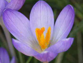 Close-up of purple crocus flower