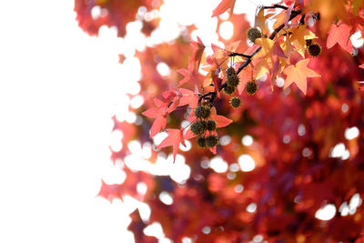 Low angle view of autumn tree branch