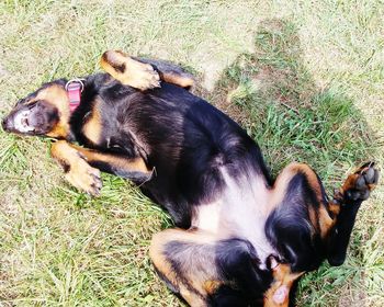 Dog lying on ground