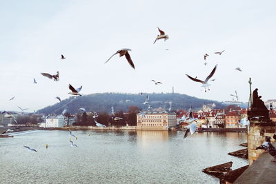 Birds flying over city against clear sky