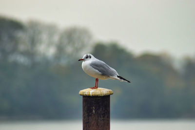 Close-up of seagull perching on wooden post