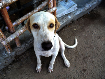 High angle portrait of dog