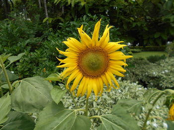 Close-up of sunflower