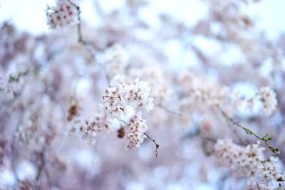 Close-up of flowers on branch