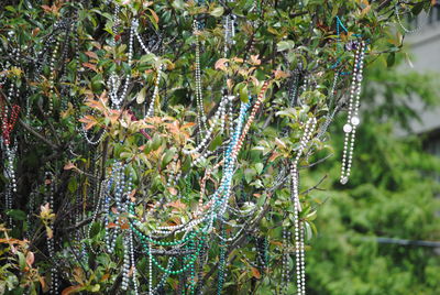 Close-up of succulent plant