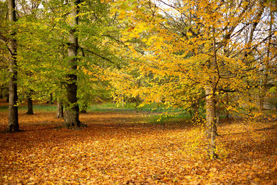 Trees in forest during autumn