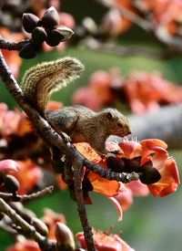 Close-up of lizard on flower