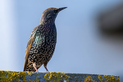 Portrait of a common starling  perching on a wall.