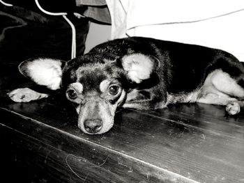 Portrait of dog relaxing on floor at home