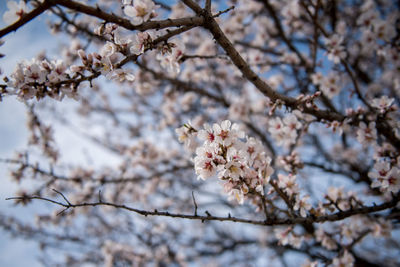 Low angle view of cherry blossoms in spring