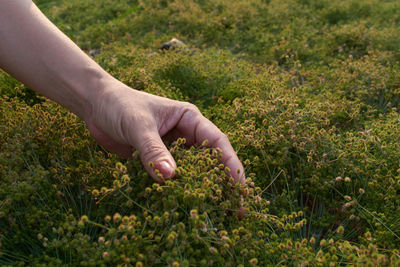 Close-up of hand touching wild plants