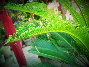 Close-up of fresh green plant