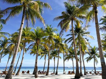 Palm trees on beach