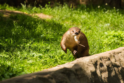 Squirrel on a field