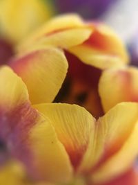 Macro shot of yellow flowering plant