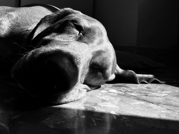 Close-up of vizsla dog sleeping on floor