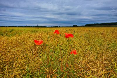 Scenic view of red poppy flowers on field against sky