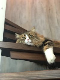 Portrait of cat relaxing on a wooden staircase