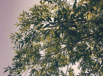 Low angle view of flowering plant against sky