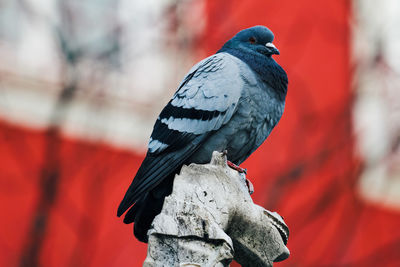 Close-up of bird perching on rock