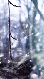 Close-up of frozen plant