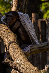 Close-up of monkey sitting on tree