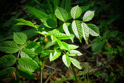 Close-up of fresh green leaves on plant