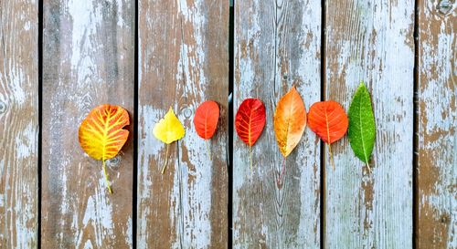 Directly above shot of orange flowers on wooden table