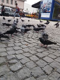 High angle view of pigeons on street in city