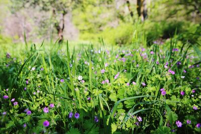 Close-up of purple flowers blooming in field