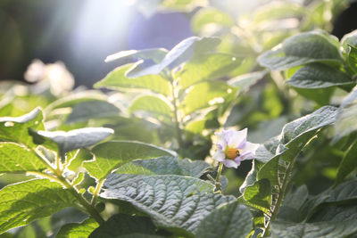 Close-up of flowers blooming outdoors