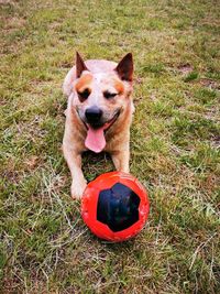 High angle view of a dog on field