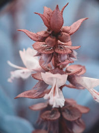 Close-up of wilted plant