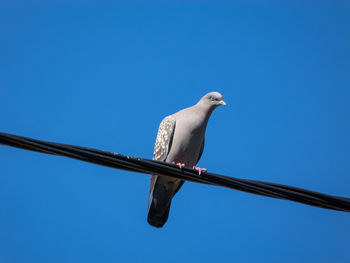 Low angle view of seagull perching on cable against clear sky
